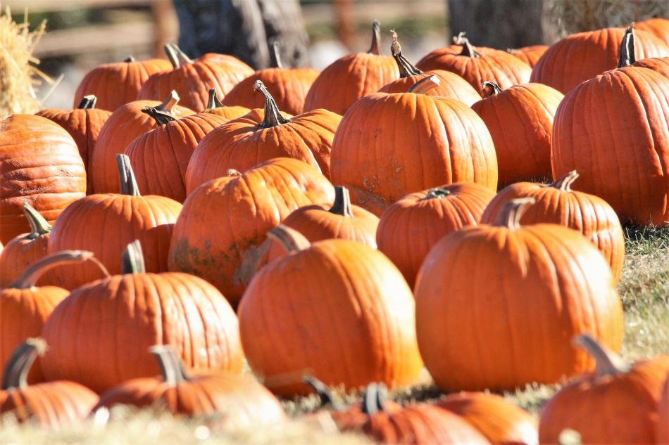 Dozens of pumpkins were laid out on the front lawn of Seeliger Elementary School to make the pumpkin patch.