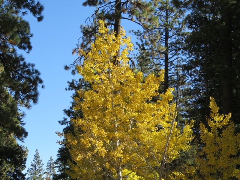 Quaking Aspen with Pine Trees and blue sky in the background.