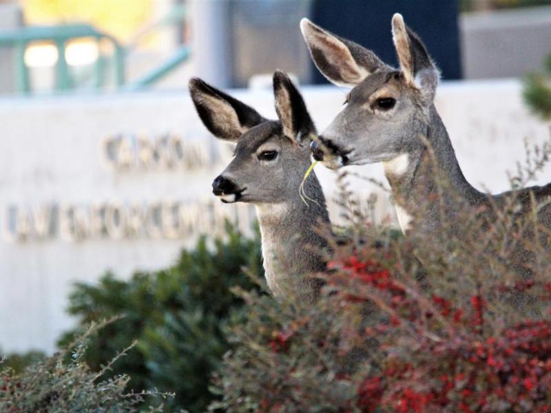 Photos by Brett Fisher. Mule deer on the grounds of the Carson City Sheriff's Office Saturday morning.