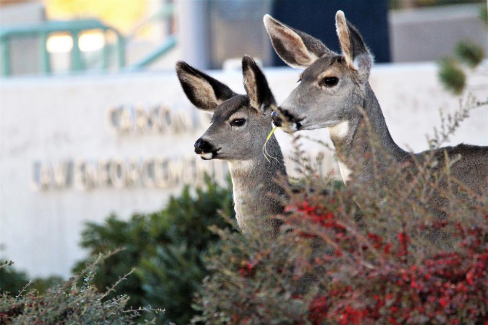 Photos by Brett Fisher. Mule deer on the grounds of the Carson City Sheriff's Office Saturday morning.