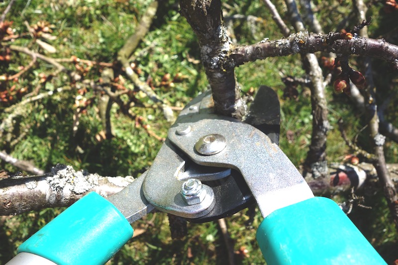Pruning after a hard freeze reduces the potential for borer infestation.