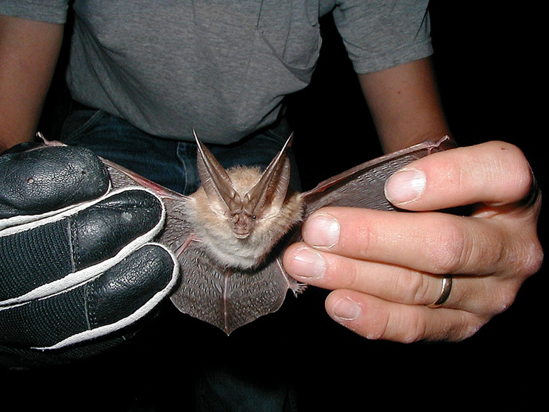 Townsend's big-eared bat (Corynorhinus townsendii pallescens) at the Nevada Test Site. Wikipedia photo