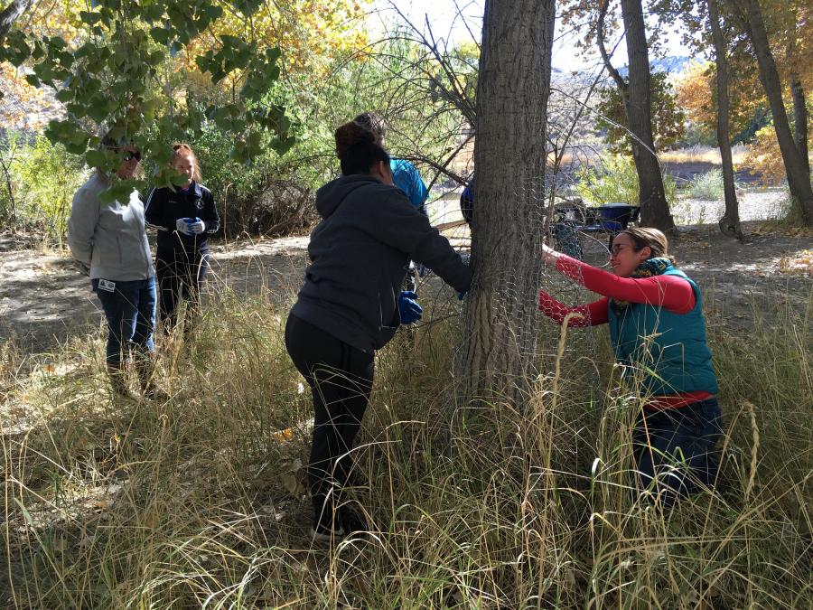 Students assist Lyndsey Boyer (Carson City Parks, Recreation & Open Space) wrap cottonwoods