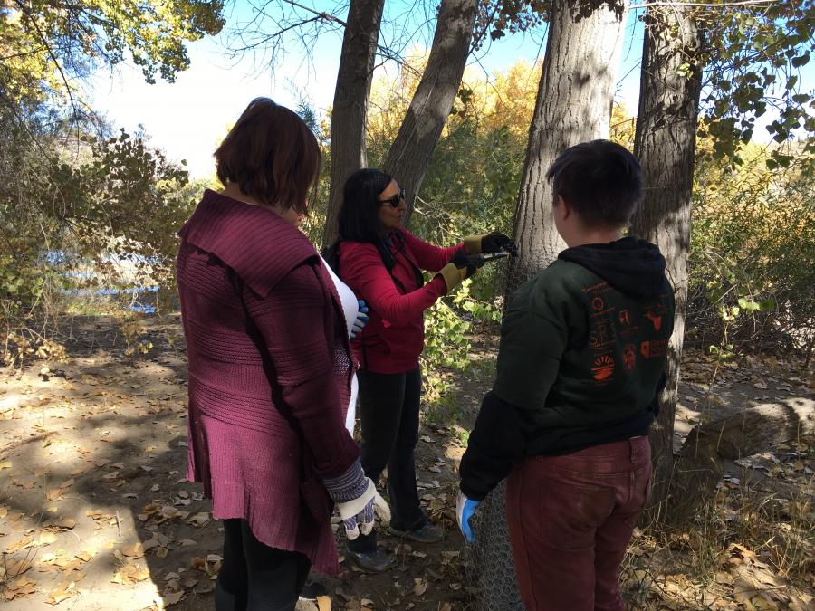A Pioneer teacher and students work together to wrap cottonwoods