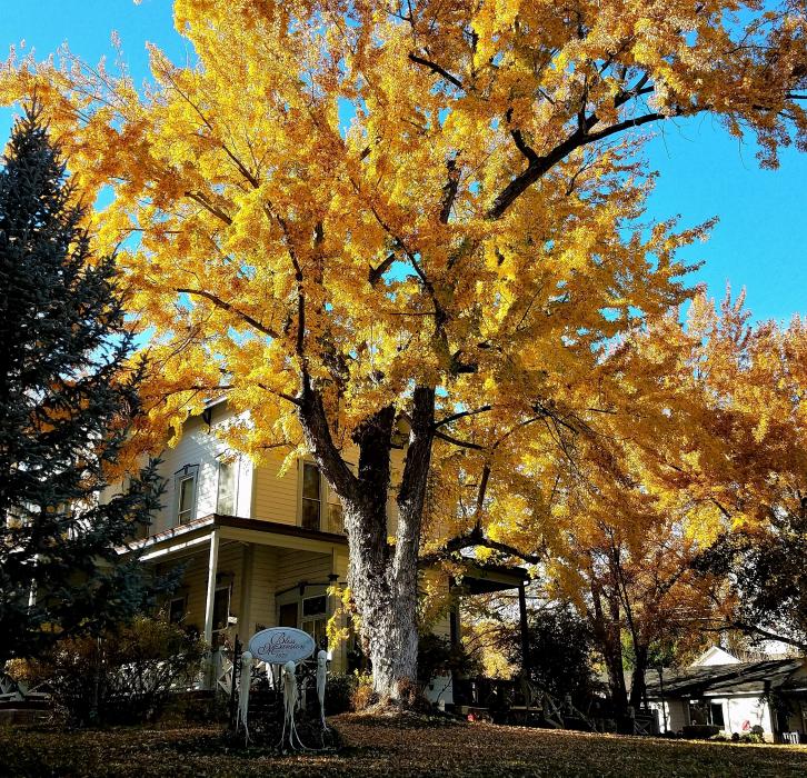Photo by Brett Fisher. Fall colors decorate the grounds of the Bliss Mansion.