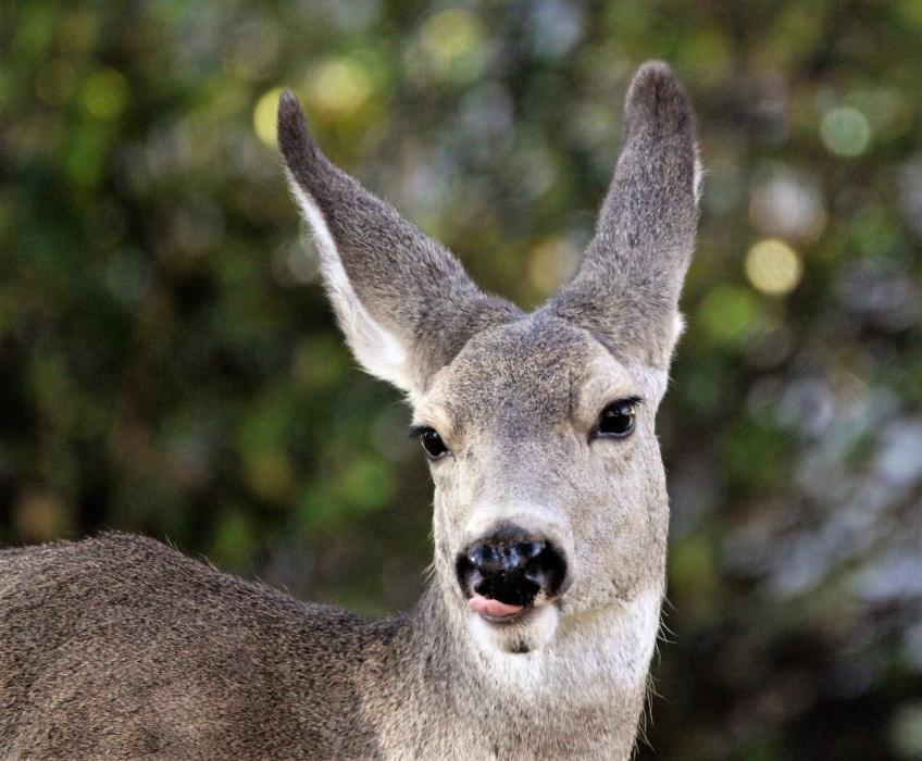 That was lick-your-lips good!