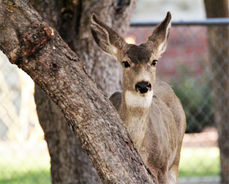 Peek-a-boo, I see you!