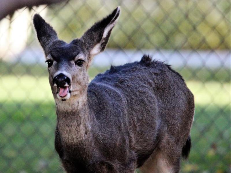 Photos by Brett Fisher. A yearling Mule deer along Mountain Street near Telegraph on Carson City's historic west side.
