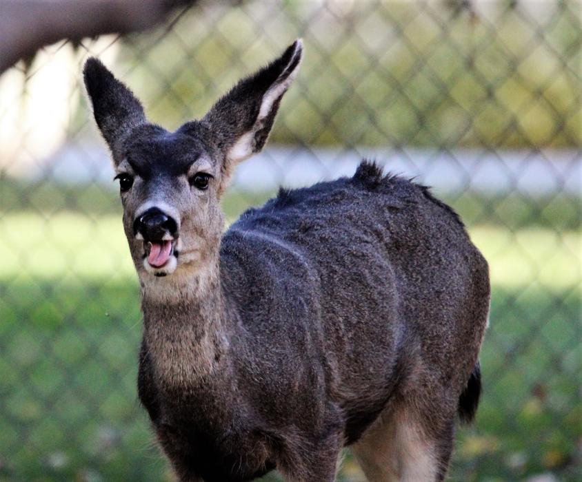 Photos by Brett Fisher. A yearling Mule deer along Mountain Street near Telegraph on Carson City's historic west side.