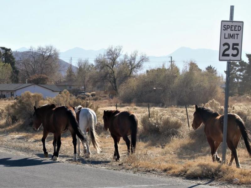 A good reason to slow down: These horses were out Friday in the area of Bowers and Arrowhead. Photo courtesy, Scott McDaniel