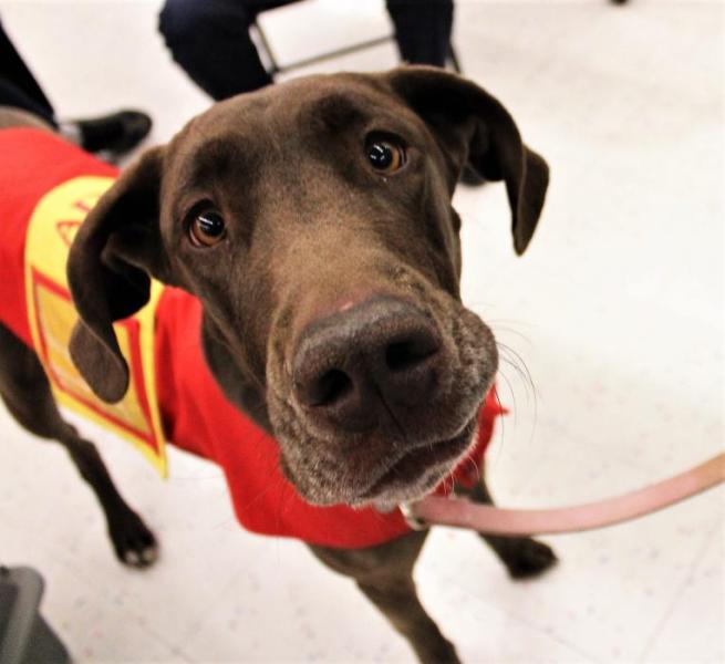 Photo by Brett Fisher. Athena, a one year-old chocolate Great Dane, at Petco in South Carson City.
