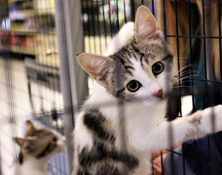 A mischievous kitten available for adoption through Carson Tahoe SPCA climbs the cage at Petsmart Friday.