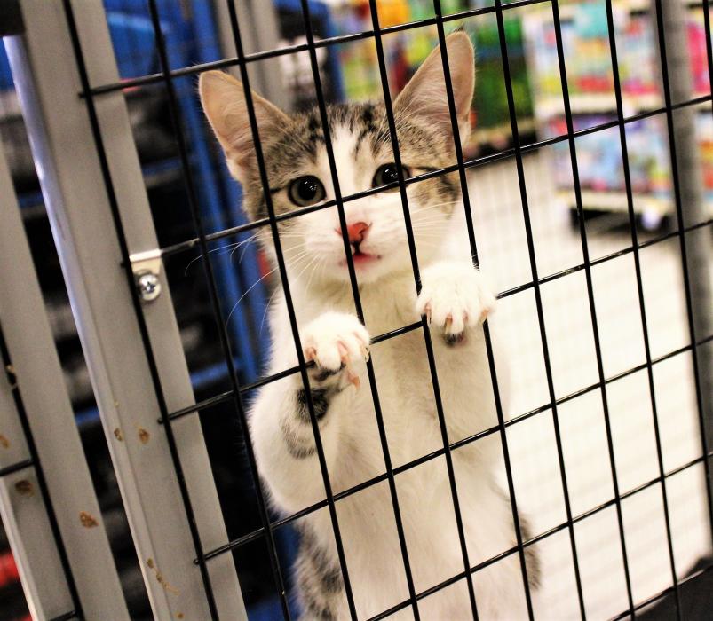 A kitten available for adoption through Carson Tahoe SPCA climbs the cage Friday to visit with people.