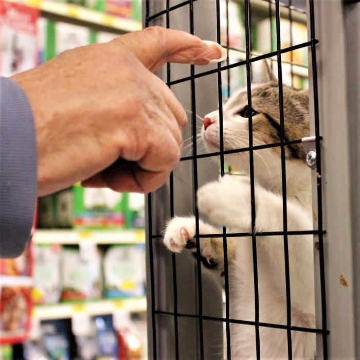 A kitten available for adoption through Carson Tahoe SPCA plays with a visitor at Petsmart Friday.