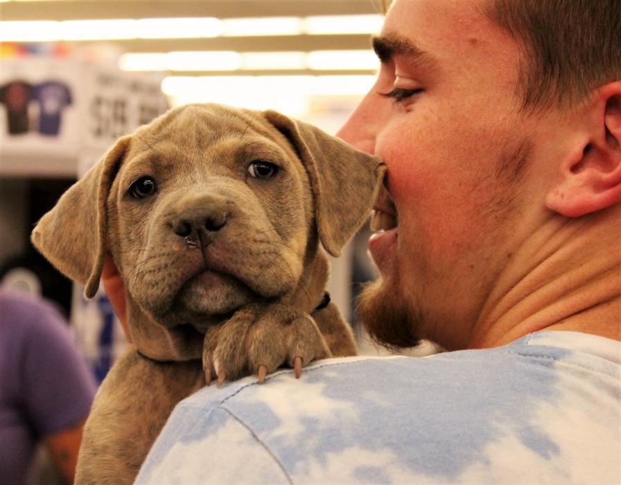 A Mastiff-American Bull Terrier puppy available for adoption through the Littlest Things.