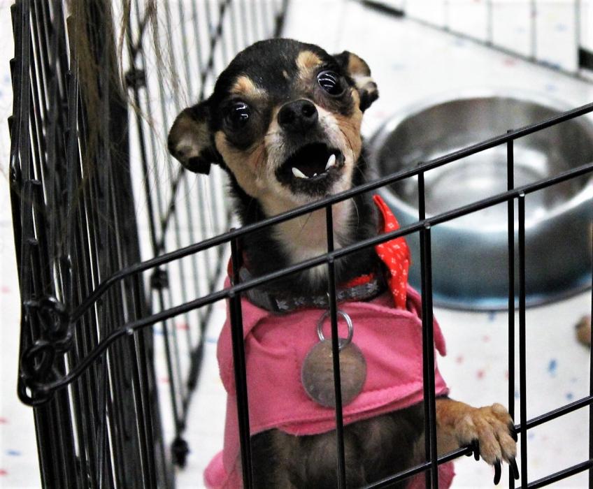 Mae, a four year-old Chihuahua, available for adoption through Boxers and Buddies.