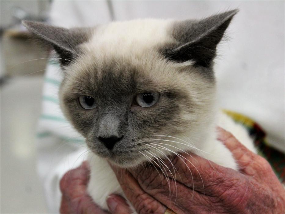 A Siamese cat available for adoption through Another Chance, Inc.