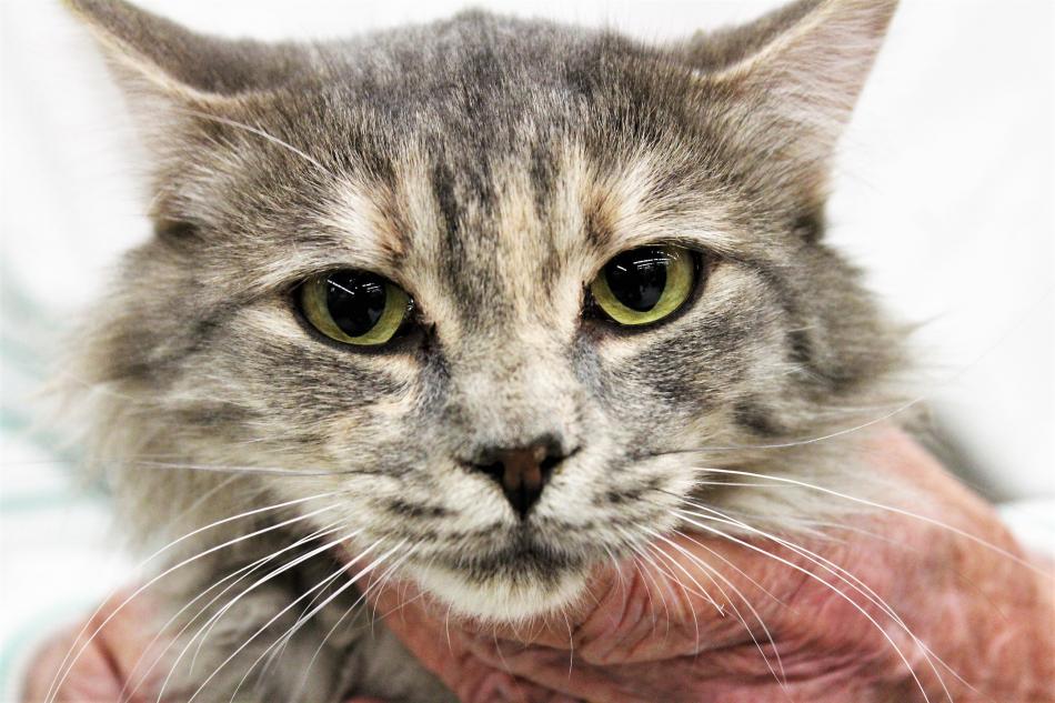 An adult cat available for adoption through Another Chance, Inc.