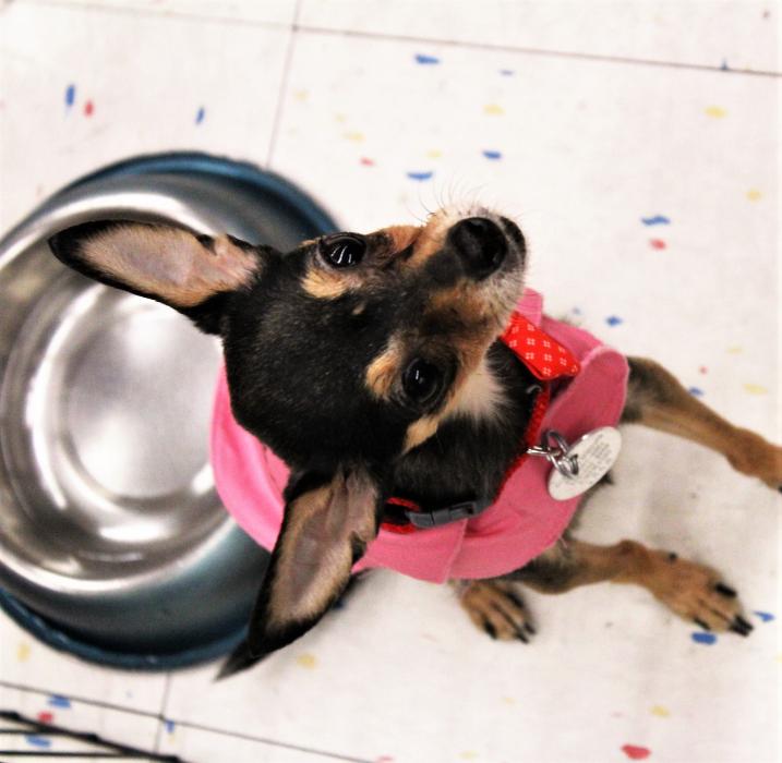 Mae, a four year-old Chihuahua, available for adoption through Boxers and Buddies.