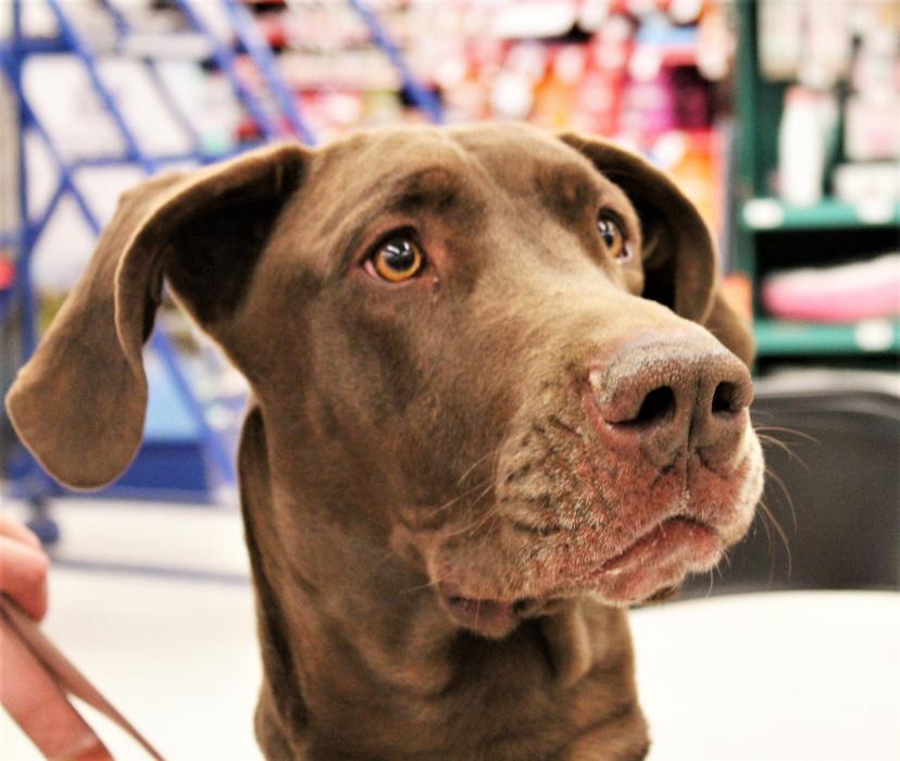 Athena, a one year-old chocolate Great Dane, available for adoption through Boxers and Buddies.