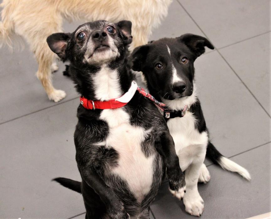 Dogs available for adoption through Boxers and Buddies.