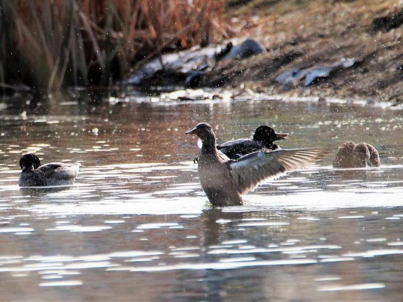 Photos by Brett Fisher. Ducks in a pond on Silver Oak Golf Course in Carson City.