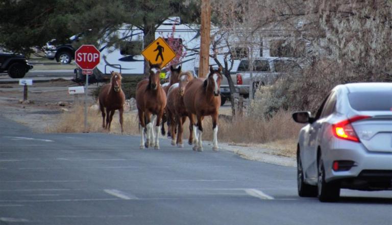 A band of horses go along their way in the Arrowhead area. Photo by Scott McDaniel