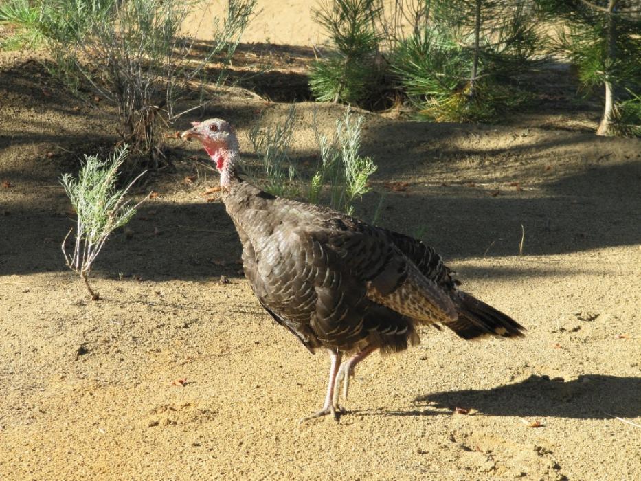 One of the toughest game birds in Nevada is actually the wild turkey. Photo by Elaine Quilici
