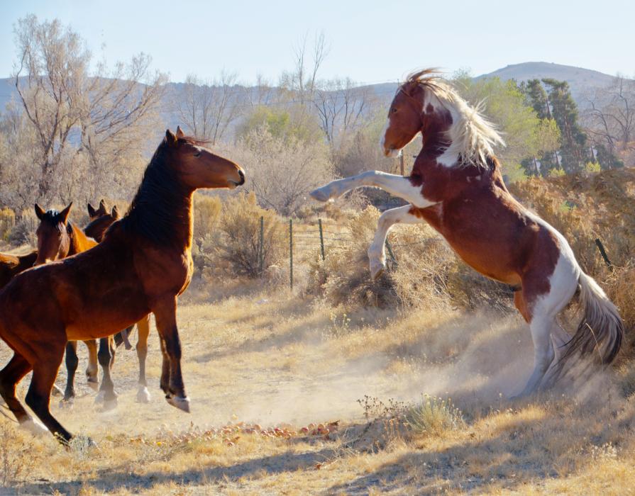 Retired CCSO Sgt. Scott McDaniel offers this photo he took last week of horses around Carson City.