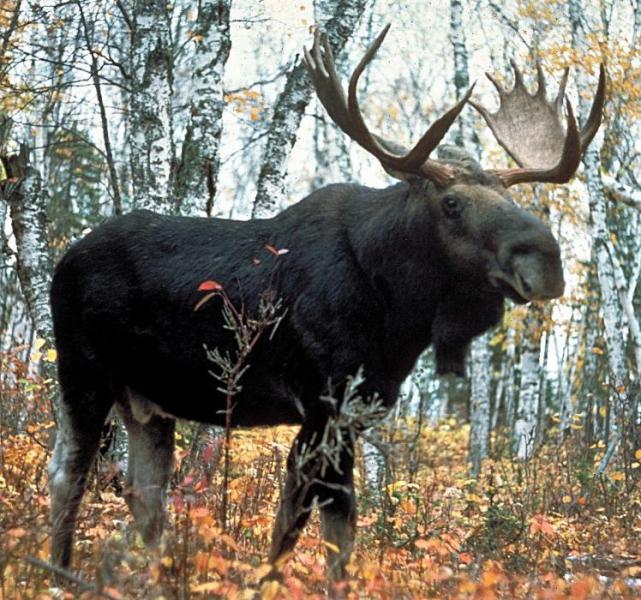 Bull moose, photo courtesy Wikipedia.
