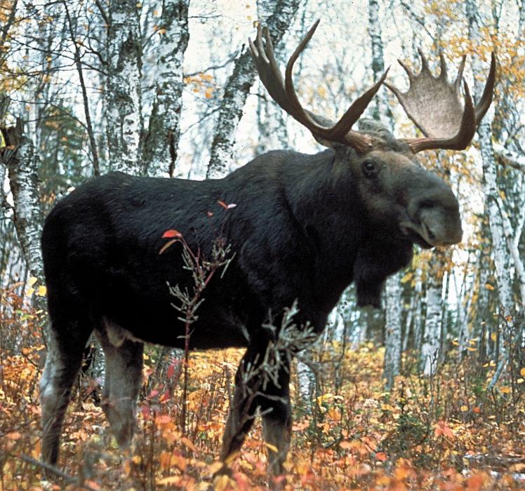 Bull moose, photo courtesy Wikipedia.