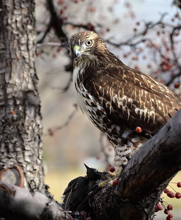 Hawk in tree in front of the Community Center standing over its meal.
