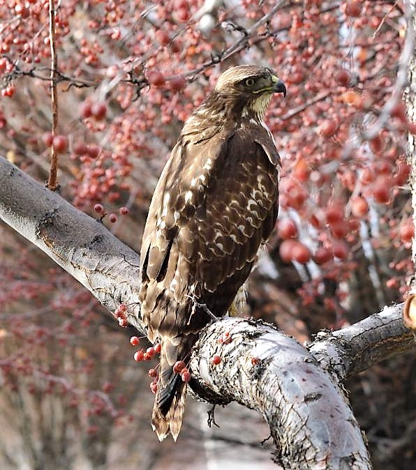 Hawk in front of Community Center.