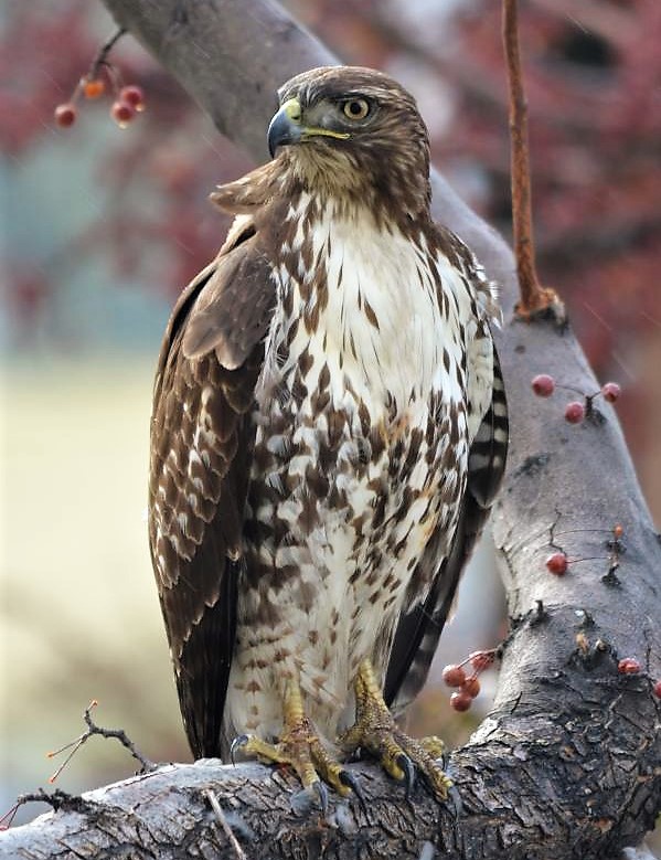 Hawk waiting for opportunity to steal other hawk's prey.