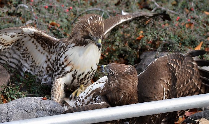 A hawk trying to take a meal from another in front of the Community Center.