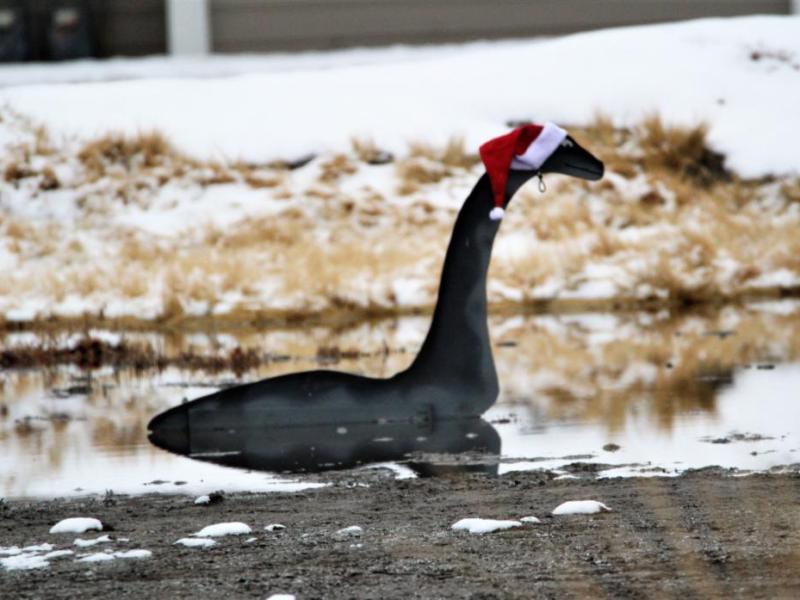 Photo by Brett Fisher. Carson Cassie, the Nevada state capital's own pond monster, dons a Santa Claus cap Friday morning.