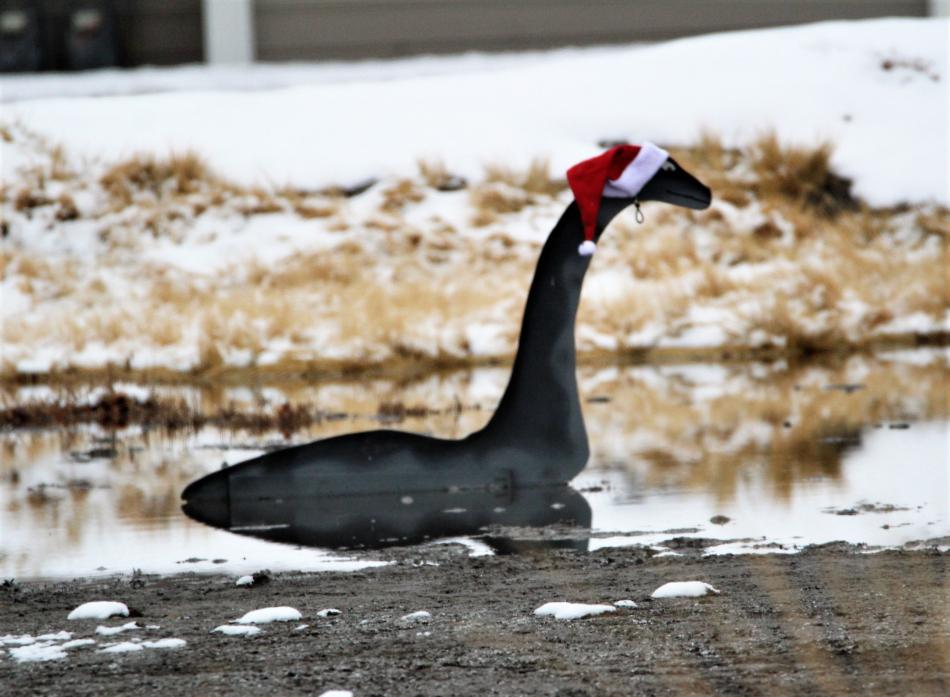 Photo by Brett Fisher. Carson Cassie, the Nevada state capital's own pond monster, dons a Santa Claus cap Friday morning.