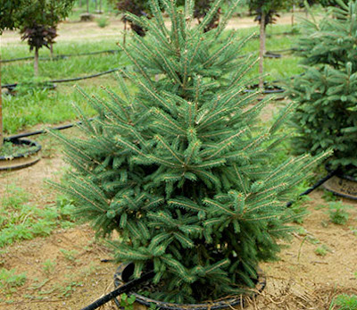 There are options to keeping your Christmas tree alive after the holidays. Photo credit: Bert Cregg, MSU