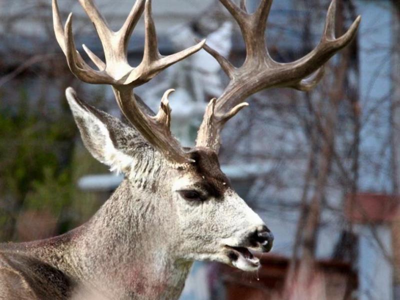 Photo by Brett Fisher. A 10-point Mule deer buck rests on the back lawn of the Bliss Mansion in Carson City.