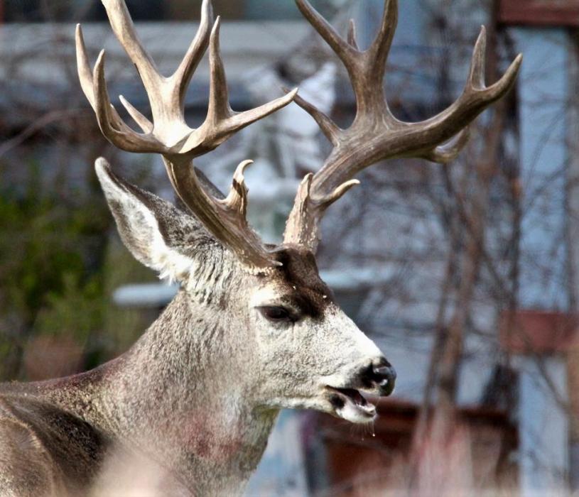 Photo by Brett Fisher. A 10-point Mule deer buck rests on the back lawn of the Bliss Mansion in Carson City.
