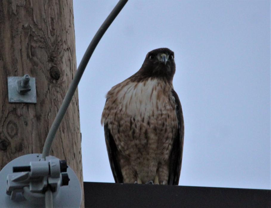 A red tail hawk atop a power pole along N. Ormsby Blvd.