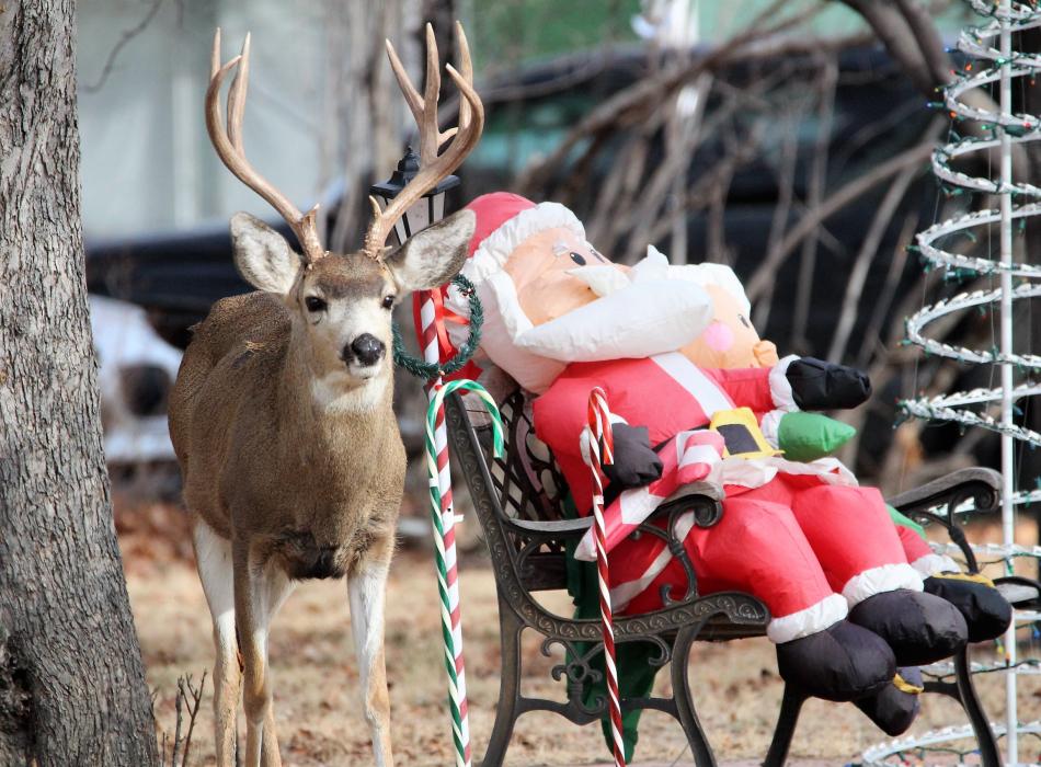 A buck stands next to an inflatable Santa Claus at Telegraph and Mountain streets Saturday.