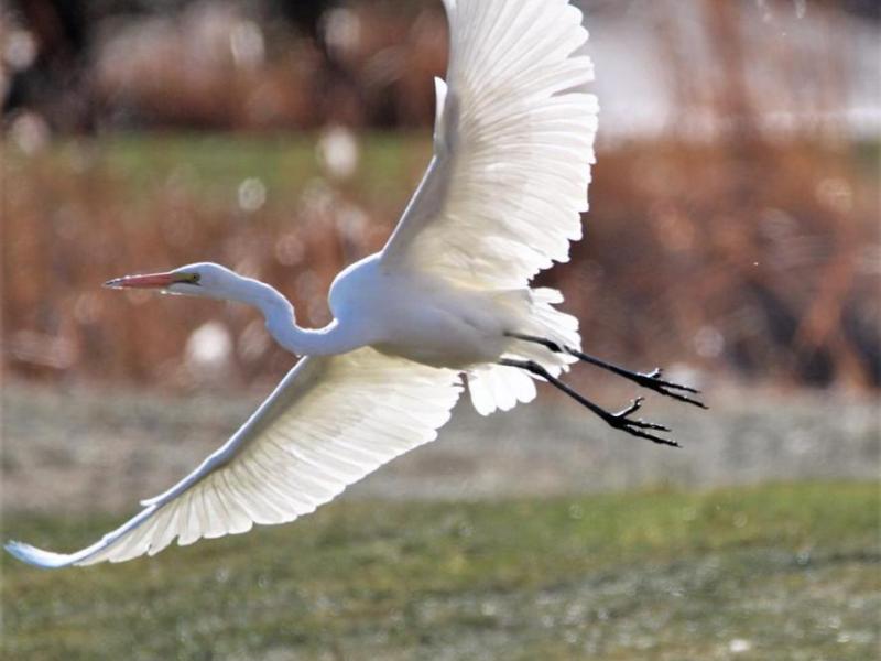 Photo by Brett Fisher. A white egret takes flight from Silver Oak Golf Course in Carson City.