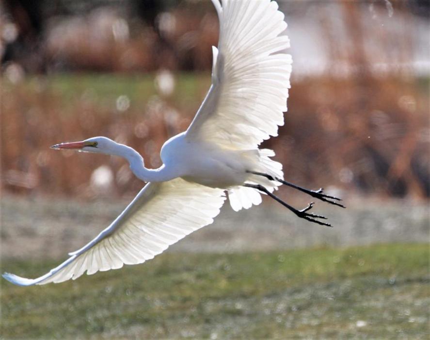 Photo by Brett Fisher. A white egret takes flight from Silver Oak Golf Course in Carson City.