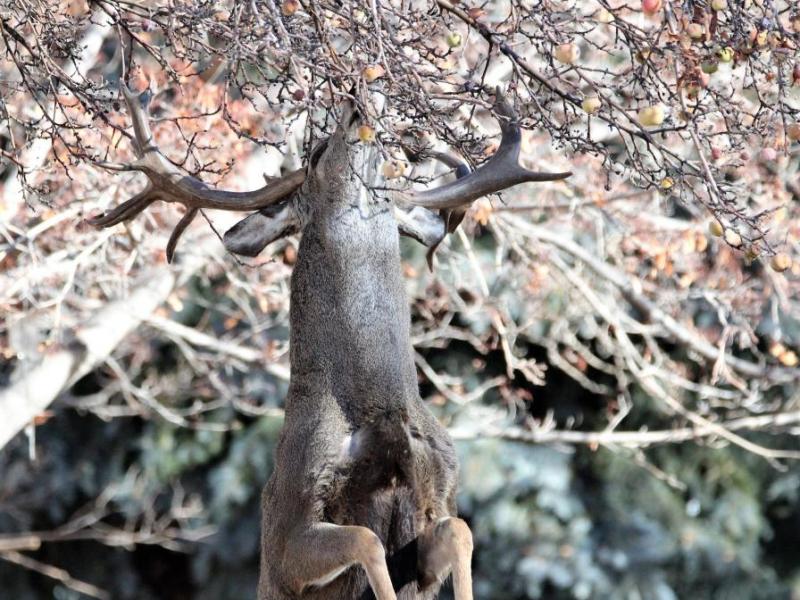 Photos by Brett Fisher. An eight-point Mule buck reaches fruit on higher branches of an apple tree Saturday in Carson City.