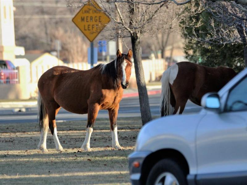 Photos by Brett Fisher. Mustangs graze in a common grass area at the corner of College Pkwy and Airport Road Saturday.