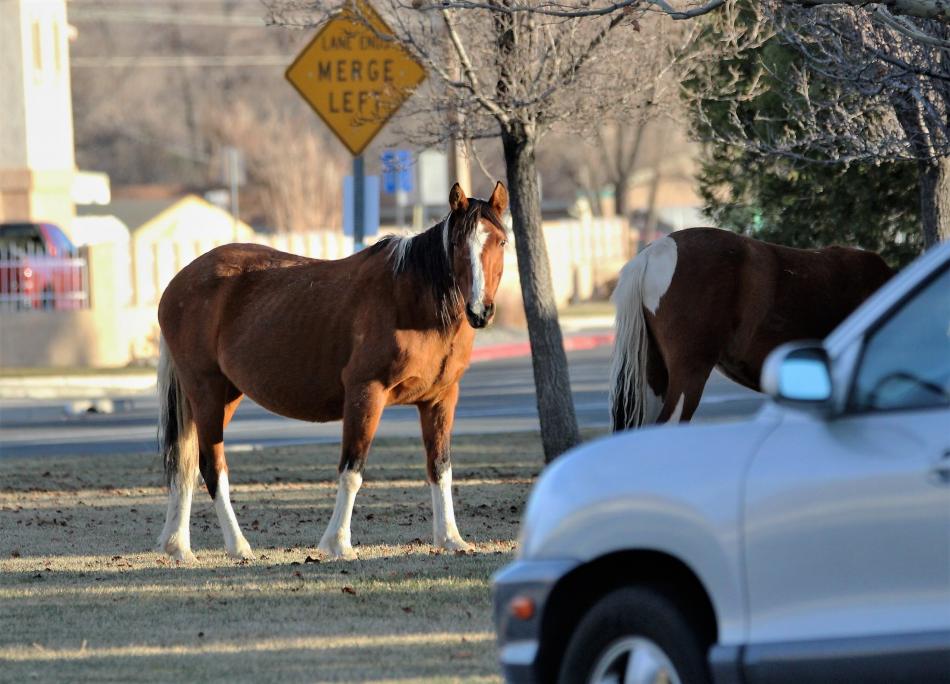 Photos by Brett Fisher. Mustangs graze in a common grass area at the corner of College Pkwy and Airport Road Saturday.
