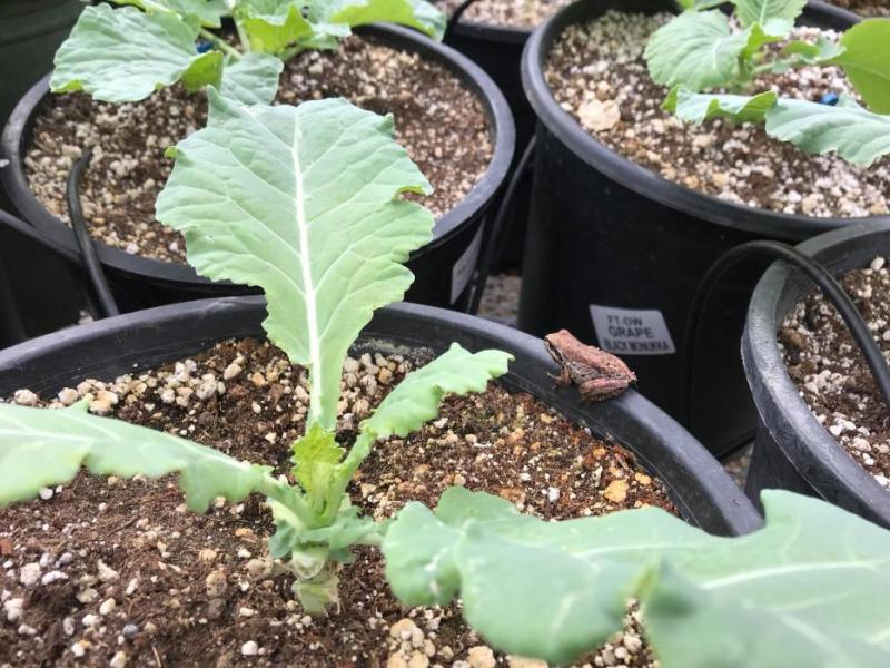 Photo courtesy of The Greenhouse Project in Carson City.