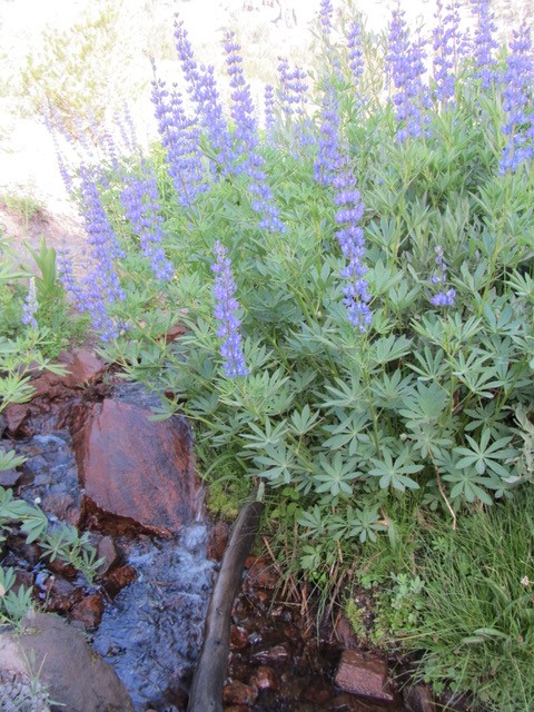 Lavender wildflowers at Lake Tahoe.