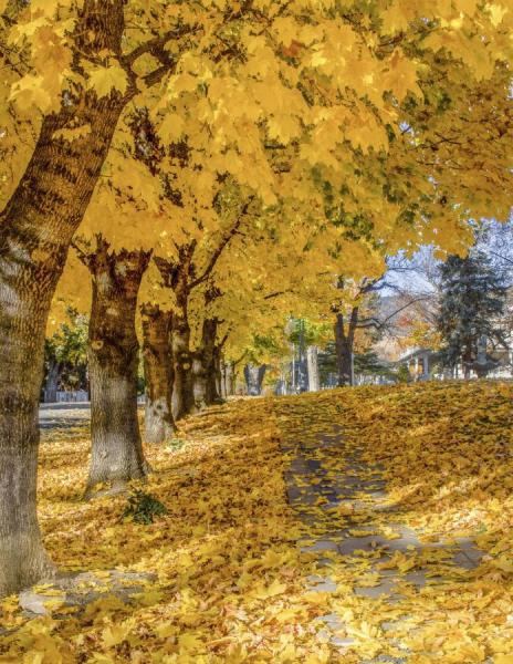 Yellow Avenue by Trent Pitsenbarger